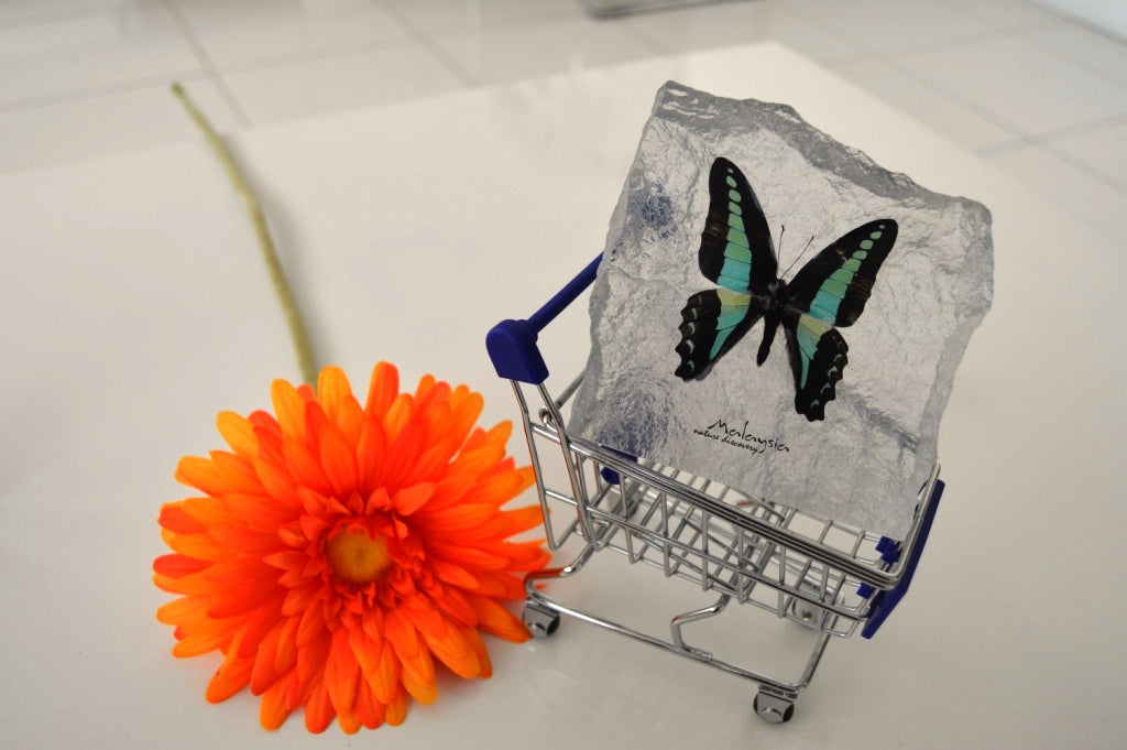 Butterfly Acrylic