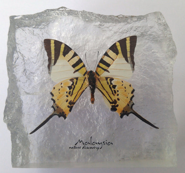 Butterfly Acrylic