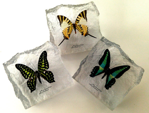 Butterfly Acrylic